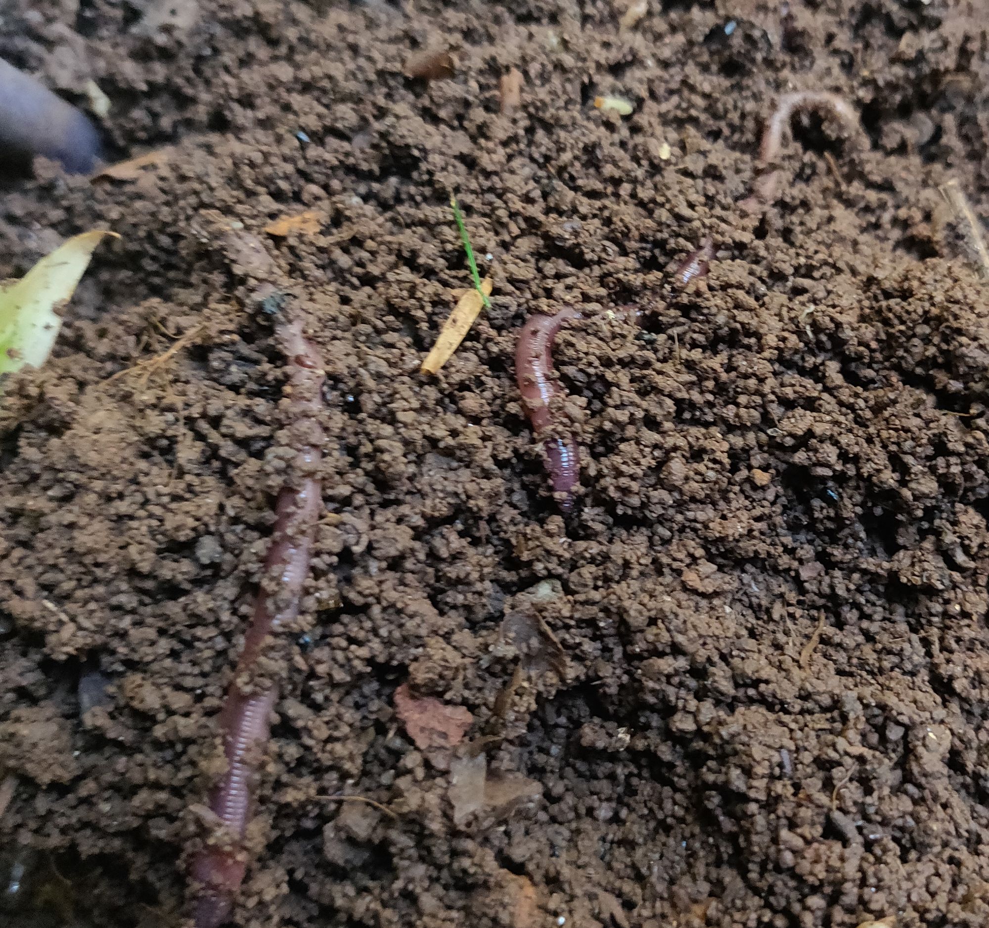 A picture of soil with worms running through it. The soil is textured in little lumps with fragments of leaf, and a predominantly brown colour. Two worms coild through the soil, above and below it, they are a mostly purple colour and the ribbed edges of their skin reflect light.